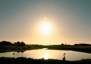 Coucher de soleil illuminant les cygnes