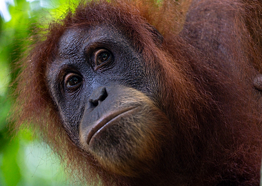 Close-up of an orangutan's face