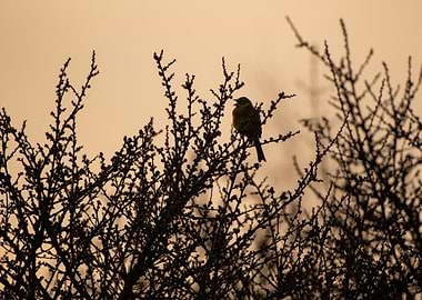 Bird perched on a tree branch