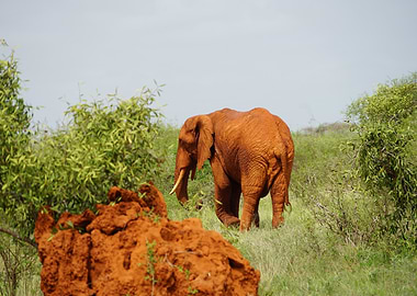 Red Elephant in the African Wilderness