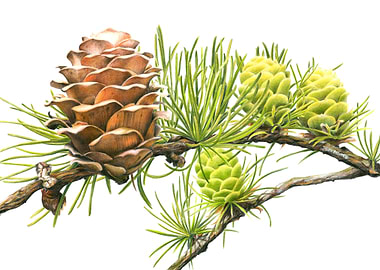 Larch Branch with Cones
