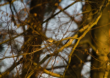 Tit (small bird) perched on a tree branch