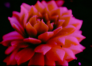 Close-up of a Succulent Plant