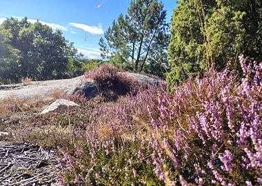 Heather and Rocks in Sunlight