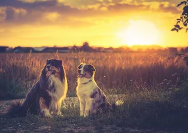 Two dogs at sunset