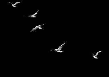 Seagulls Flying in Black Sky