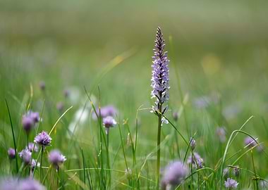 Purple Orchid in a Grassy Field