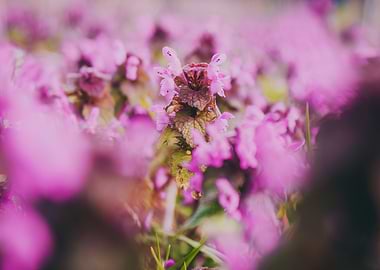 Close-up of purple flowers
