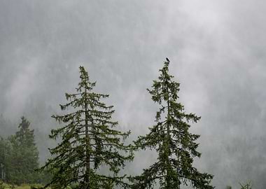 Bird on a misty mountain tree