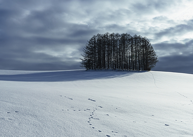 Mild seven tree Winter Landscape in Biei (Hokkaido) with Footprints