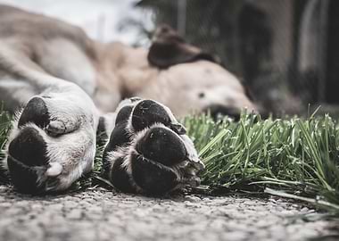 Dog's Paws Resting on Grass
