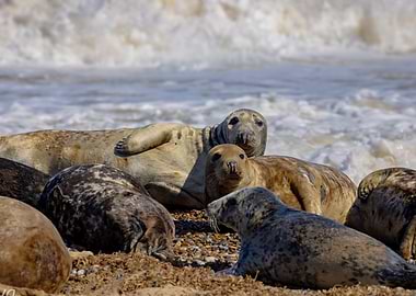 Norfolk Seal Family | Coastal Wildlife Photography