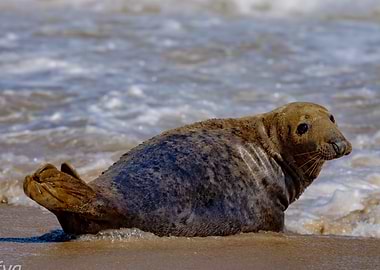 Grey Seal in the Surf | Norfolk Coast Wildlife