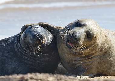 Grey Seals of Norfolk | Coastal Wildlife Photography