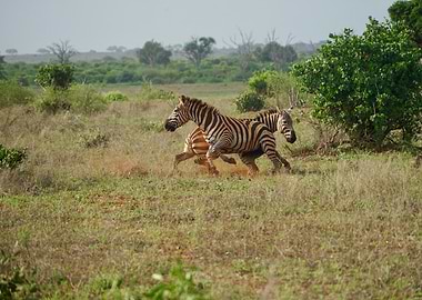 Wild Zebras Running through the Savannah