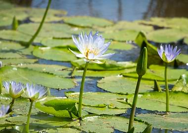 Water Lilies in a Pond