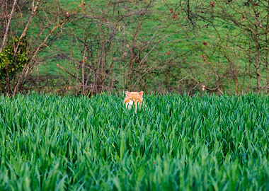 Orange cat peeking from tall green grass