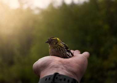 Eurasian siskin bird resting on a hand