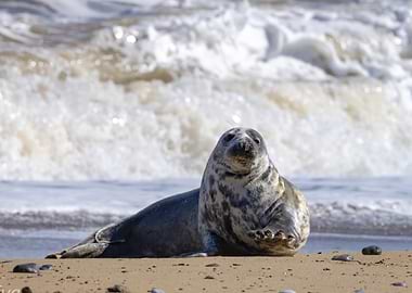 Grey Seal Portrait | Norfolk Coast Wildlife