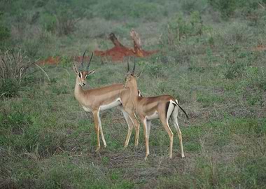 Grace of the African Savannah | Two gazelles in Kenya