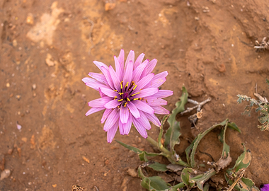 Pink wildflower in sandy soil
