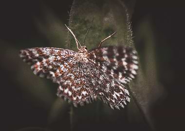 Moth on a Leaf