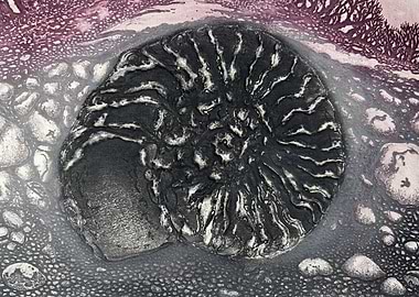 Ammonite Fossil - Hand drawn