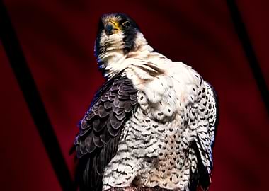 Patriotic Falcon