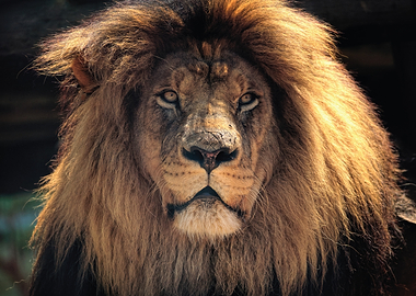 Majestic Lion Portrait