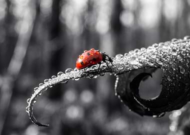 Ladybug on a Dewy Leaf