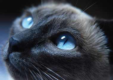 Close-up of Siamese Cat's Blue Eyes