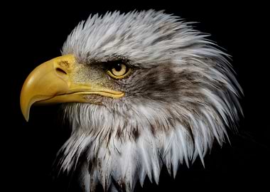 Bald Eagle Portrait