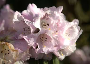 Close-up of Pink Rhododendron Flowers