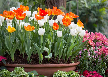 Colorful Tulips in a Garden