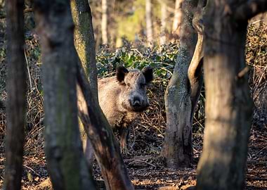 Wild Boar in Forest