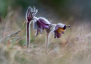 Fuzzy Purple Pasqueflowers in Meadow
