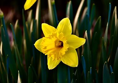 Spring Awakening