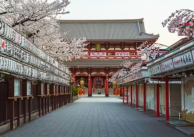 Japanese Temple Senso-Ji in Asakusa (Tokyo) with Cherry Blossoms and Lanterns