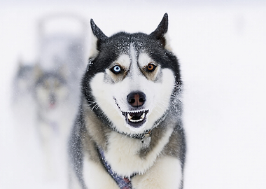 Husky dogs in the snow