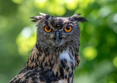 Close-up of an Owl's Face