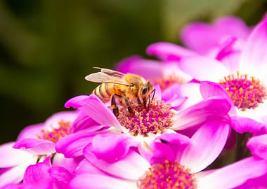 Bee on a Pink Daisy Flower