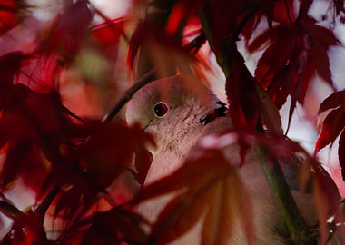 Dove hiding among red leaves