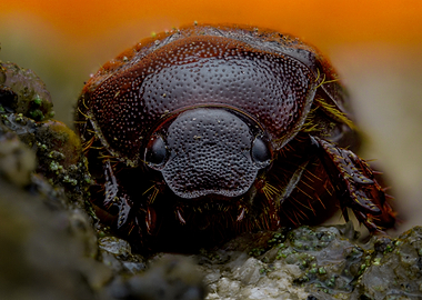 Extreme Close-up of a Beetle