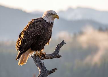 Bald Eagle Perched on Branch
