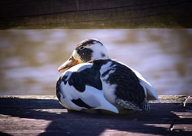 Duck resting on a wooden dock