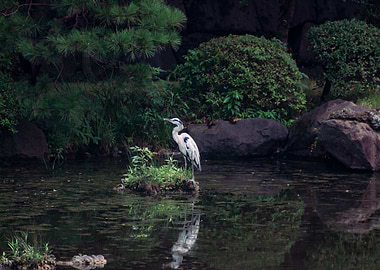 Heron in Tokyo park