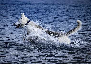 Dog Splashing in Water