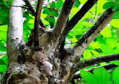 Close-up of a gnarled tree with vibrant green leaves in canopy