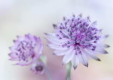 Purple Astrantia Flowers Macro