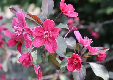 Vibrant Pink Crabapple Blossoms